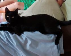 Reunited Male Cat last seen Near 18th St & 20th Ave, Queens, NY 11105