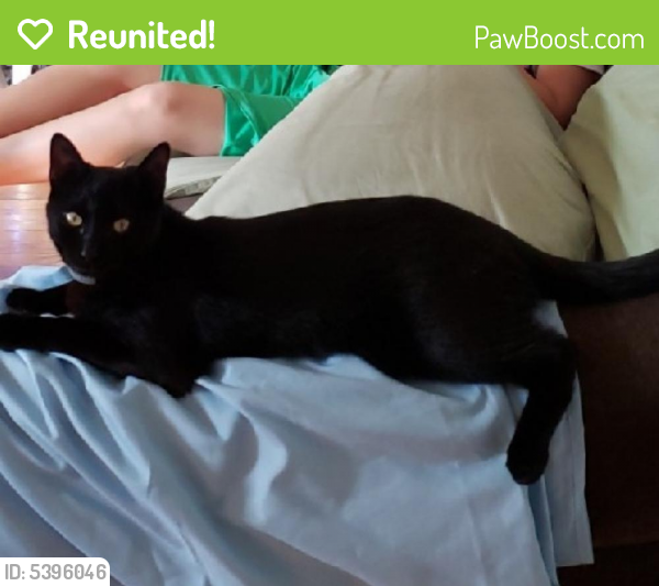 Reunited Male Cat last seen Near 18th St & 20th Ave, Queens, NY 11105