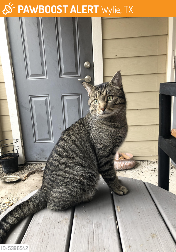 Found/Stray Male Cat in Wylie, TX 75098 (ID: 5396542) | PawBoost