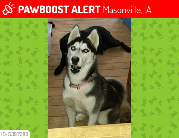 Lost Female Dog last seen Near 110th Avenue, Masonville, IA, USA, Masonville, IA 50654