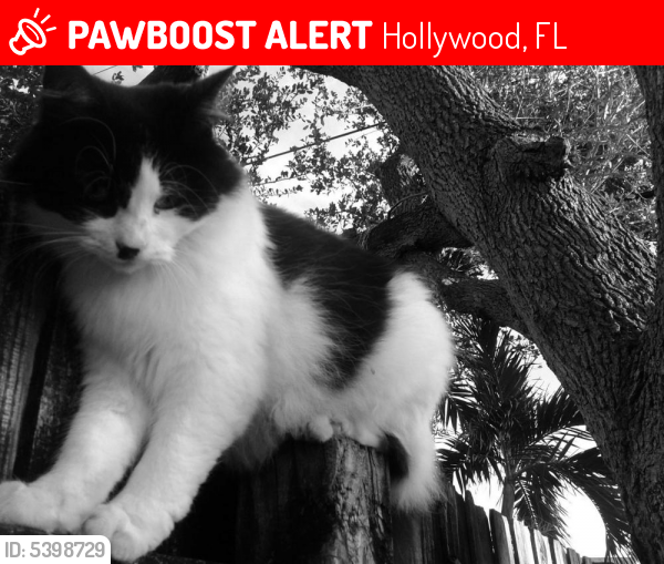 Lost Female Cat last seen Near N 64th Ave & Simms St, Hollywood, FL 33024