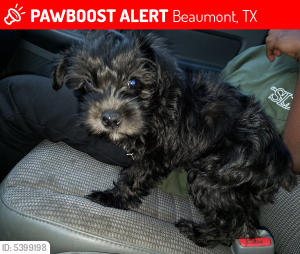 Lost Female Dog last seen Near Greenridge Ln & Ferndale Ln, Beaumont, TX 77707