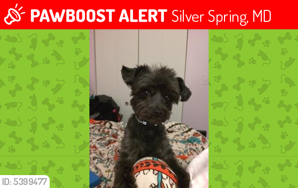 Lost Male Dog last seen Near Plyers Mill Rd & Hutting Pl, Silver Spring, MD 20902