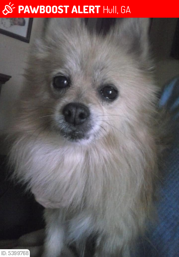 Lost Male Dog last seen Near Amberly Dr & Norwood Rd, Hull, GA 30646