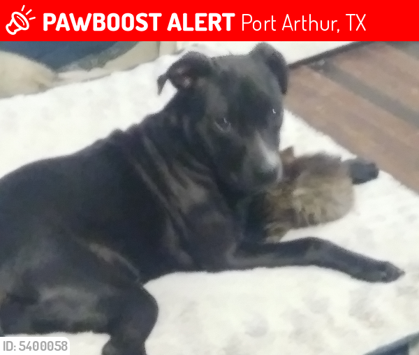 Lost Female Dog last seen Near Colorado Ave & 8th St, Port Arthur, TX 77642