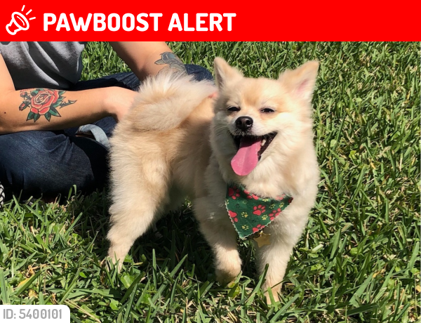 Lost Female Dog last seen Near NW 9th St & NW 8th Ter, Hallandale Beach, FL 33009