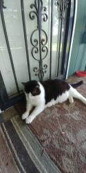 Lost Male Cat last seen Near Dixie Highway, Louisville, KY 40272