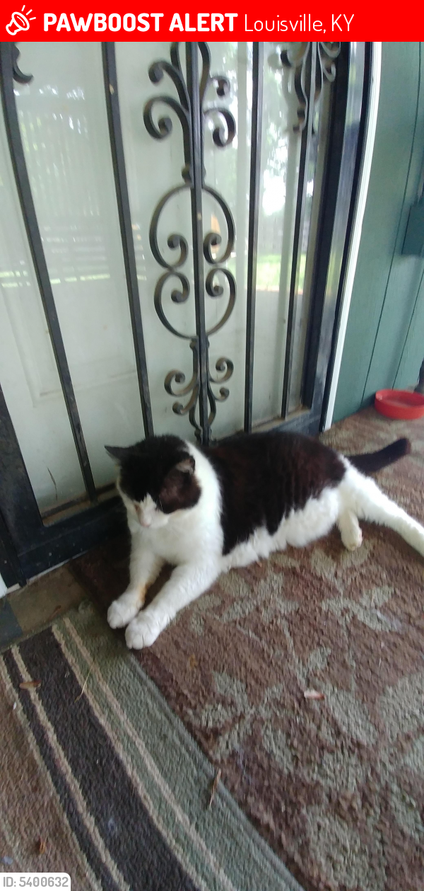 Lost Male Cat last seen Near Dixie Highway, Louisville, KY 40272