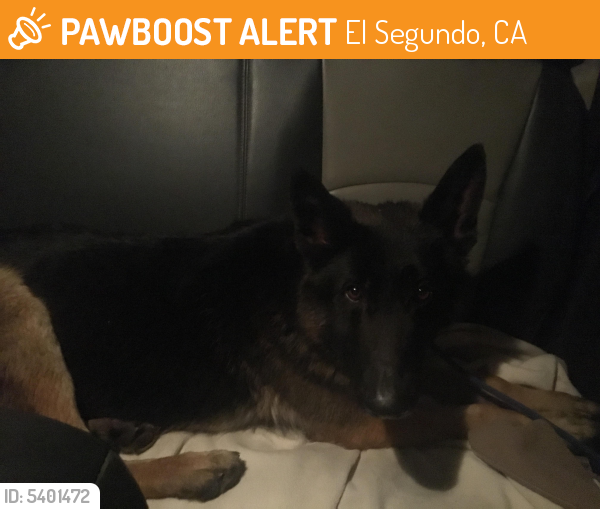 Found/Stray Male Dog last seen Near W Pine Ave & Hillcrest St, El Segundo, CA 90245