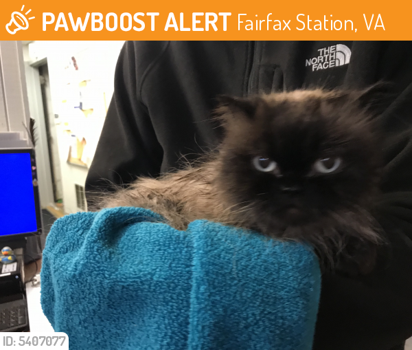 Found/Stray Female Cat last seen Burke Lake Park, Burke, VA, Fairfax Station, VA 22039