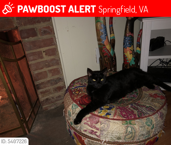 Lost Male Cat last seen Near Long Pine Dr & Murillo St, Springfield, VA 22151