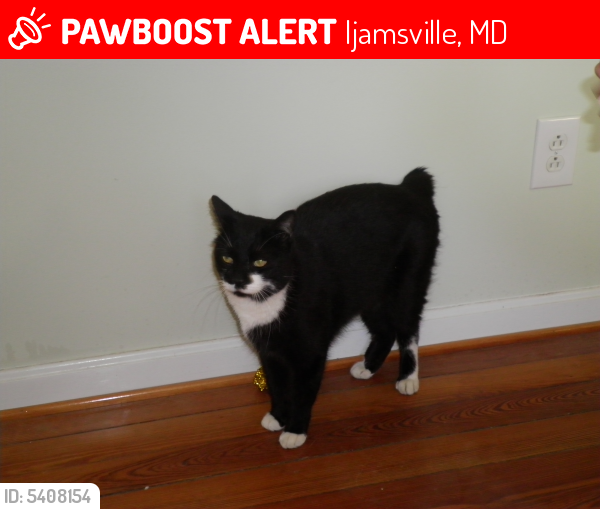 Lost Male Cat last seen Near Urbana Pike & Big Woods Rd, Ijamsville, MD 21754