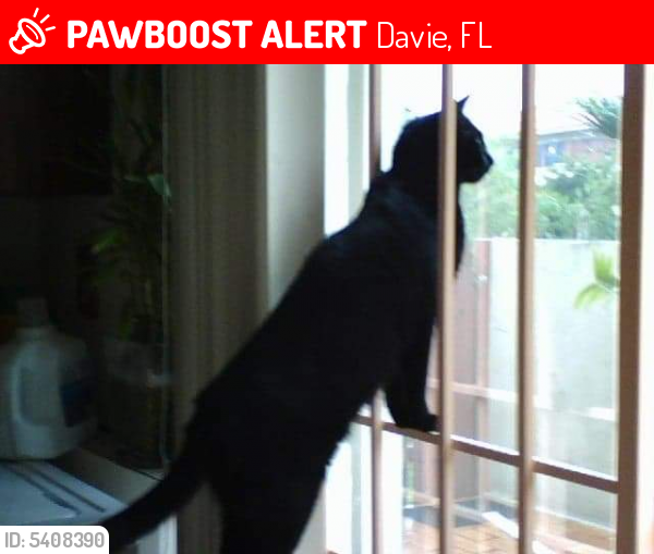 Lost Female Cat last seen Near SW 81st Way & SW 27th Pl, Davie, FL 33328
