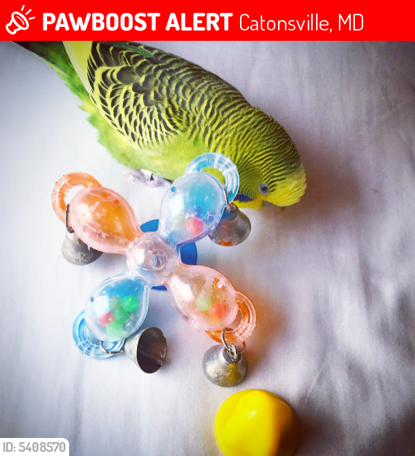 Lost Male Bird last seen Near Delrey Ave & Wallerson Rd, Catonsville, MD 21228