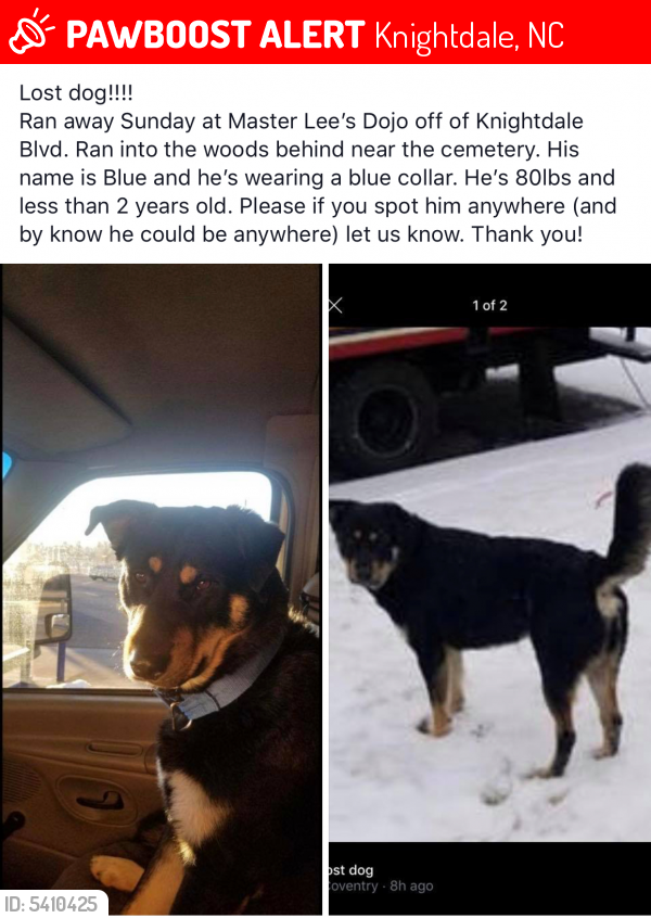 Lost Male Dog last seen Near Black Belt World Way & Knightdale Blvd, Knightdale, NC 27545