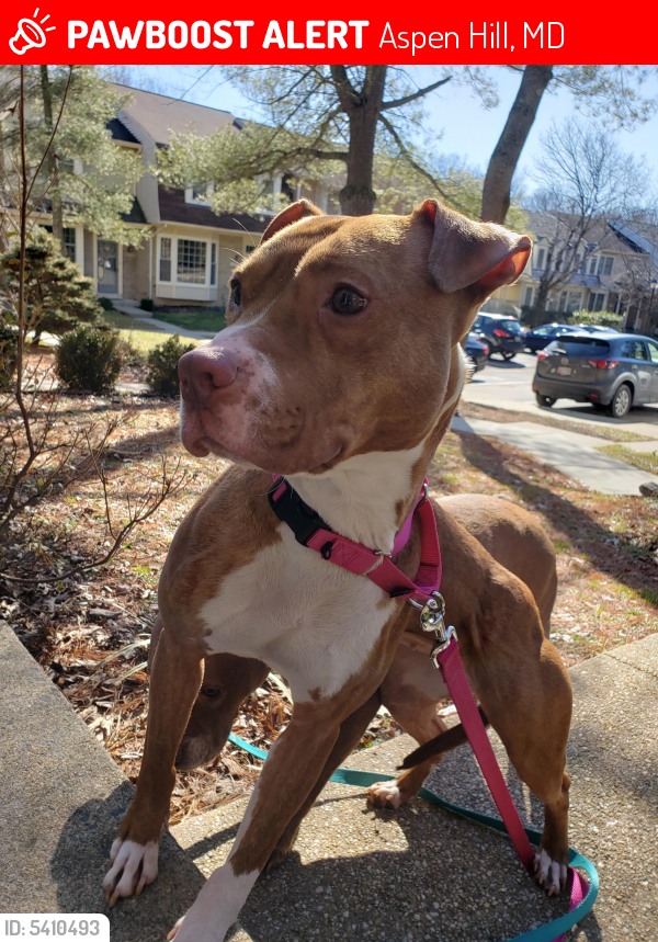 Lost Female Dog last seen Layhill Rd and Hathaway Dr., Aspen Hill, MD 20906