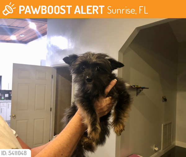 Found/Stray Male Dog last seen Sunrise Strip, Sunrise, FL 33313