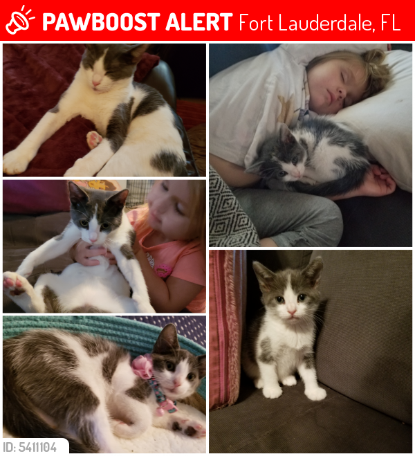 Lost Female Cat last seen Near NW 31st Ave & NW 4th Ct, Fort Lauderdale, FL 33311