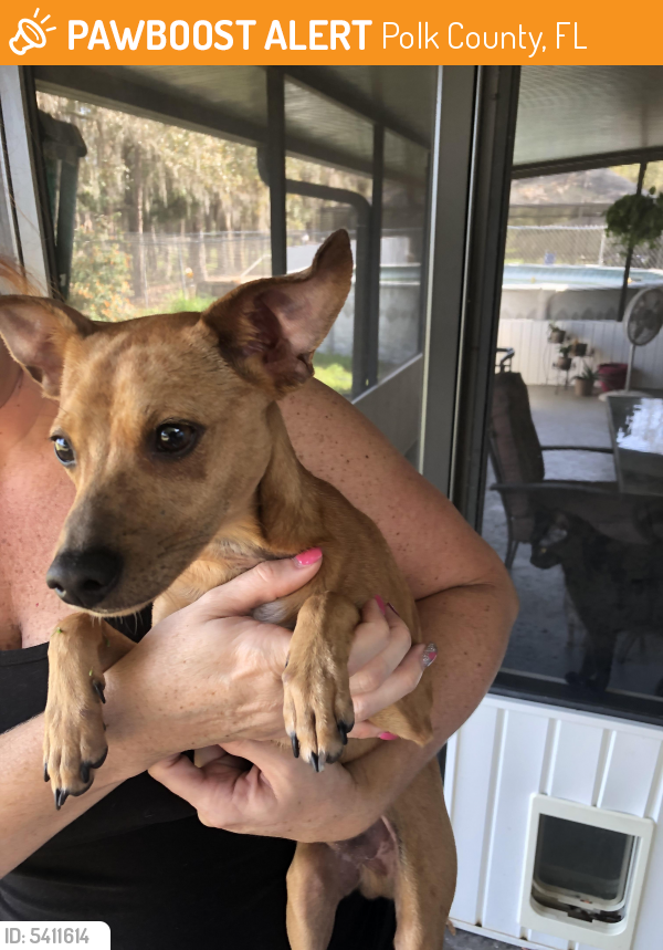 Found/Stray Male Dog in Polk County, FL 33809 (ID: 5411614) | PawBoost