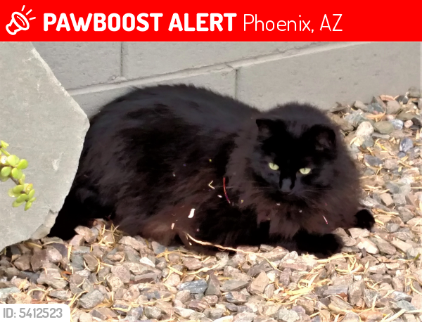 Lost Male Cat last seen Near N 34th Ln & W Louise Dr, Phoenix, AZ 85027