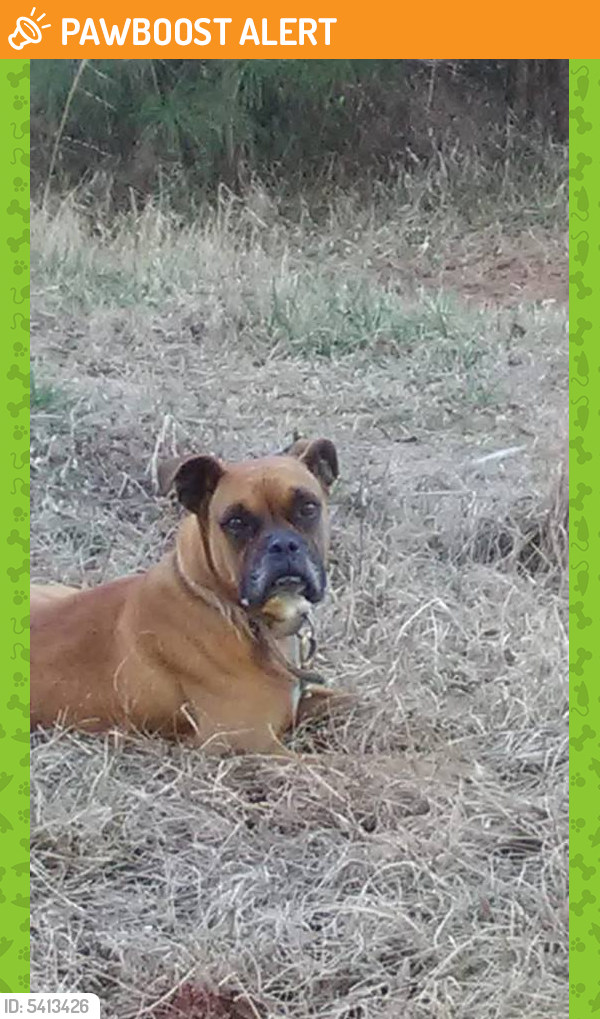 Found/Stray Male Dog last seen Matt Long Road, Donalds, SC, USA, Abbeville County, SC 29638