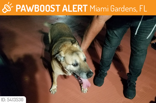 Surrendered Male Dog last seen Near NW 183rd St & NW 67th Ave, Miami Gardens, FL 33056
