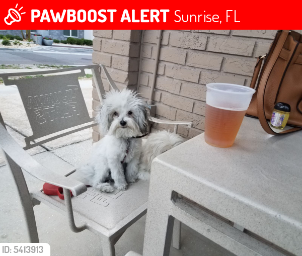 Lost Female Dog last seen Near NW 64th Ave & NW 24th St, Sunrise, FL 33313