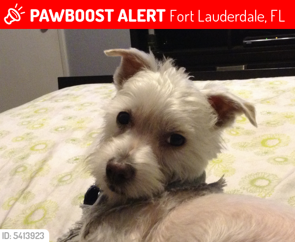 Lost Male Dog last seen Near 3400 nw 38 ave, Fort Lauderdale, FL 33317