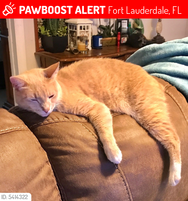 Lost Male Cat last seen Near S Dixie Hwy & S Dixie Hwy W, Fort Lauderdale, FL 33060