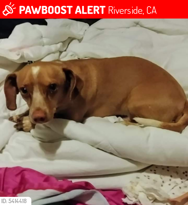 Lost Male Dog last seen Near 14th St & Almond St, Riverside, CA 92501
