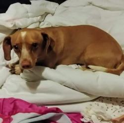 Lost Male Dog last seen Near 14th St & Almond St, Riverside, CA 92501