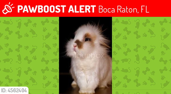 Lost Male Rabbit last seen Near Ne 24th ct, Boca Raton, FL 33431