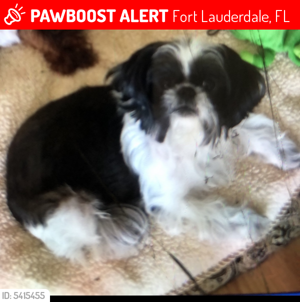 Lost Female Dog last seen Near NW 68th Ct  33309, Fort Lauderdale, FL 33309