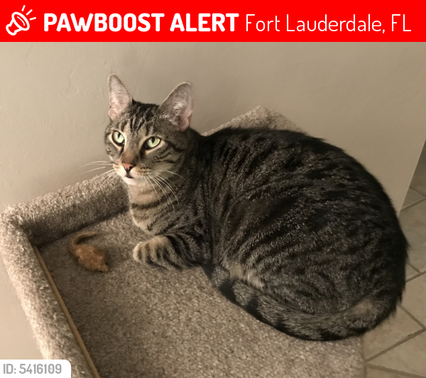 Lost Male Cat last seen Near Middle River Dr & NE 26th St, Fort Lauderdale, FL 33306