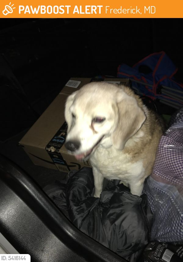 Found/Stray Female Dog last seen Near S Bentz St & W South St, Frederick, MD 21701