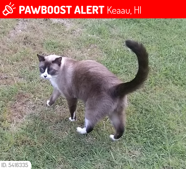 Lost Female Cat last seen Near Meaulu St & Puko St, Keaau, HI 96749