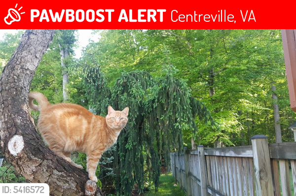 Deceased Male Cat last seen Near Olddale Rd & Barrymore Rd, Centreville, VA 20120