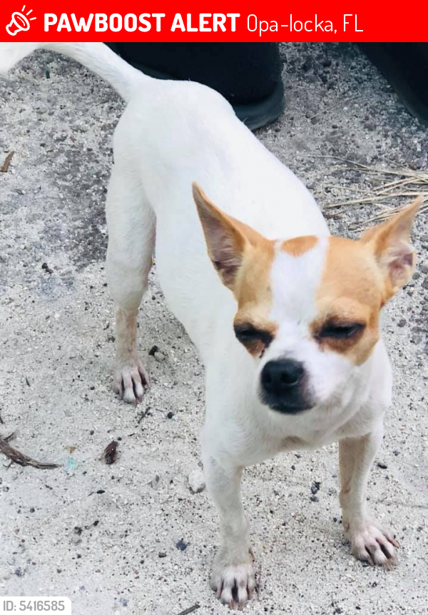 Lost Male Dog last seen Near Dunad Ave & Kalandar St, Opa-locka, FL 33054