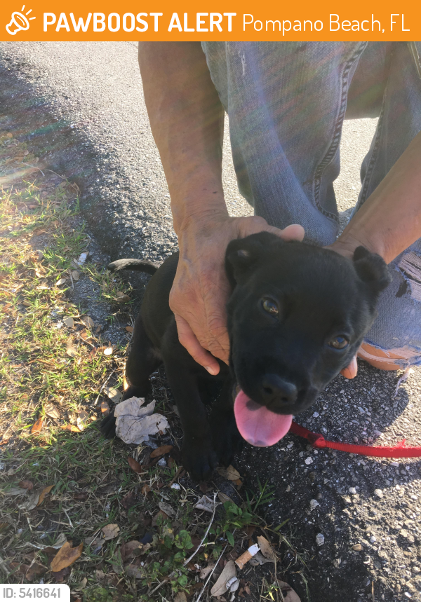 Rehomed Female Dog last seen Near SE 11th Ave & Pine Dr, Pompano Beach, FL 33060