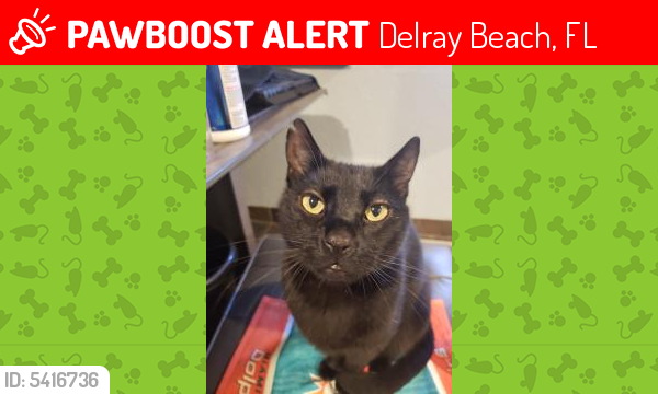 Deceased Male Cat last seen Near SW 20th Ct & S Congress Ave, Delray Beach, FL 33445