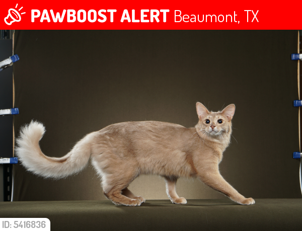 Deceased Male Cat last seen Near Hwy 365 & Country Ln, Beaumont, TX 77705