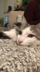 Reunited Male Cat last seen Near Cross St & S Plum Ave, New Braunfels, TX 78130
