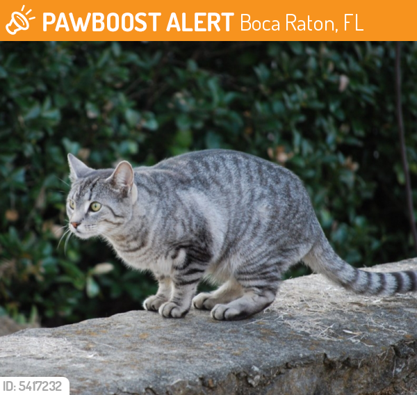 Deceased Unknown Cat last seen Near NW 3rd St & NW 1st Ave, Boca Raton, FL 33432