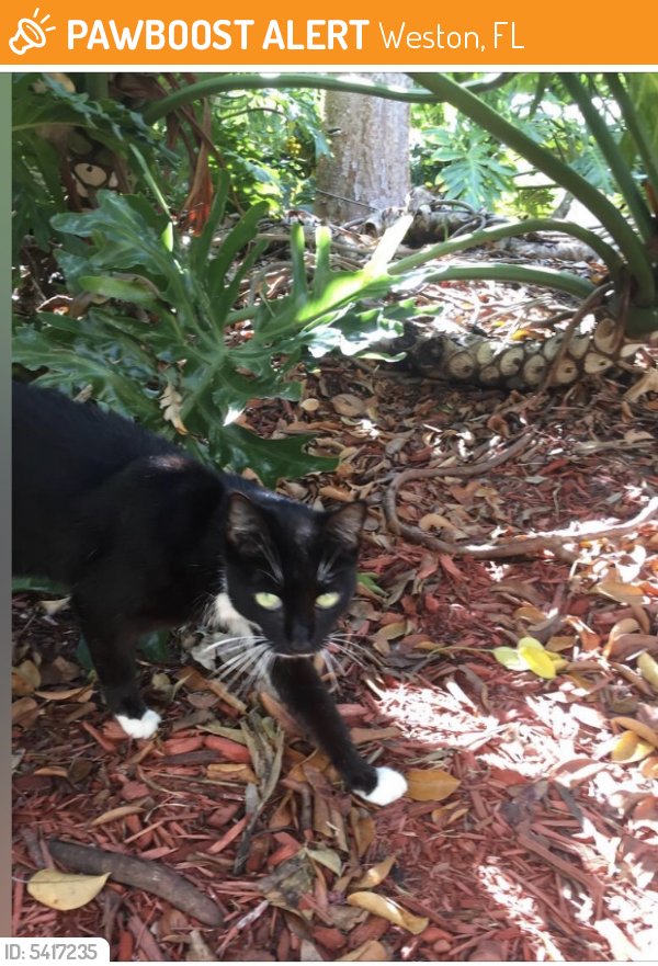 Found/Stray Female Cat last seen Near Madeira Dr & Pompeii Ct, Weston, FL 33327