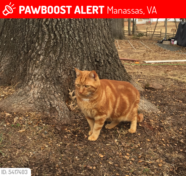 Lost Male Cat last seen Near Bradley Forest Rd & Forestview Dr, Manassas, VA 20112