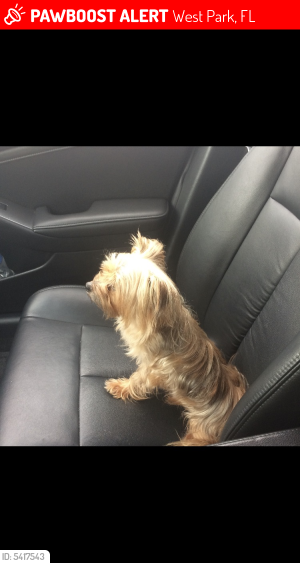 Lost Male Dog last seen Near Miami Gardens Rd & Sutton Rd, West Park, FL 33023