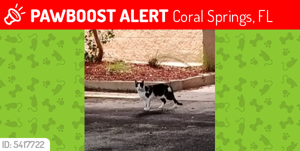 Lost Female Cat last seen Near US Hwy 441 & Sample Rd, Coral Springs, FL 33067