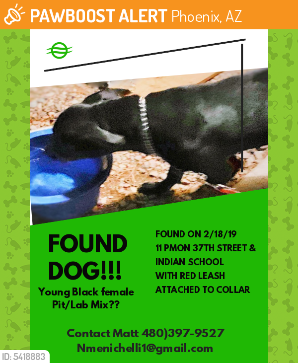 Found/Stray Female Dog last seen Near N 37th St & E Mitchell Dr, Phoenix, AZ 85018