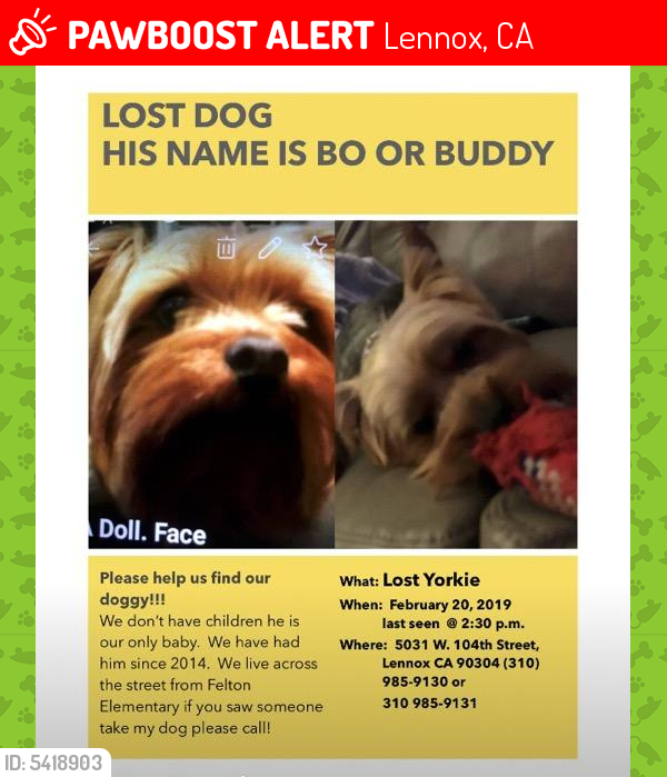 Lost Male Dog last seen Near W 104th St & S Redfern Ave, Lennox, CA 90304