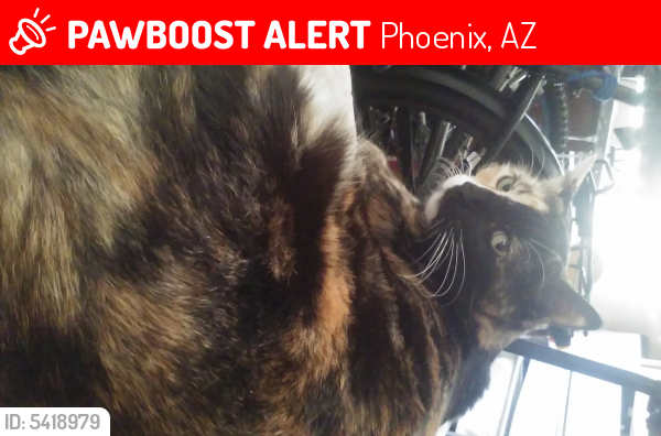 Lost Female Cat last seen Near N 12th St & E Rose Ln, Phoenix, AZ 85014